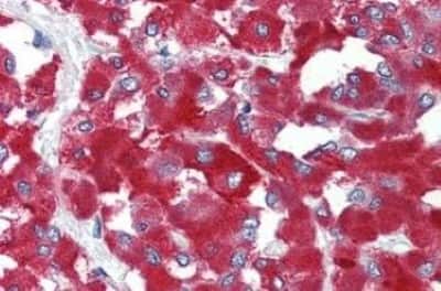 Immunohistochemistry-Paraffin: THEM6 Antibody [NBP3-14493] - THEM6 antibody IHC of human adrenal. Immunohistochemistry of formalin-fixed, paraffin-embedded tissue after heat-induced antigen retrieval.